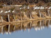 Lepelaars : Europa, Nat. park Donana, Reisen, Spanje, europa
